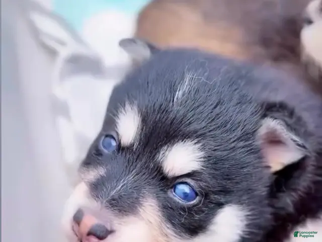 Pomsky dogs for sale: Pomsky 4 - Ad 22