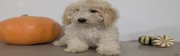 Havapoo dogs for sale: Milo - Ad 2