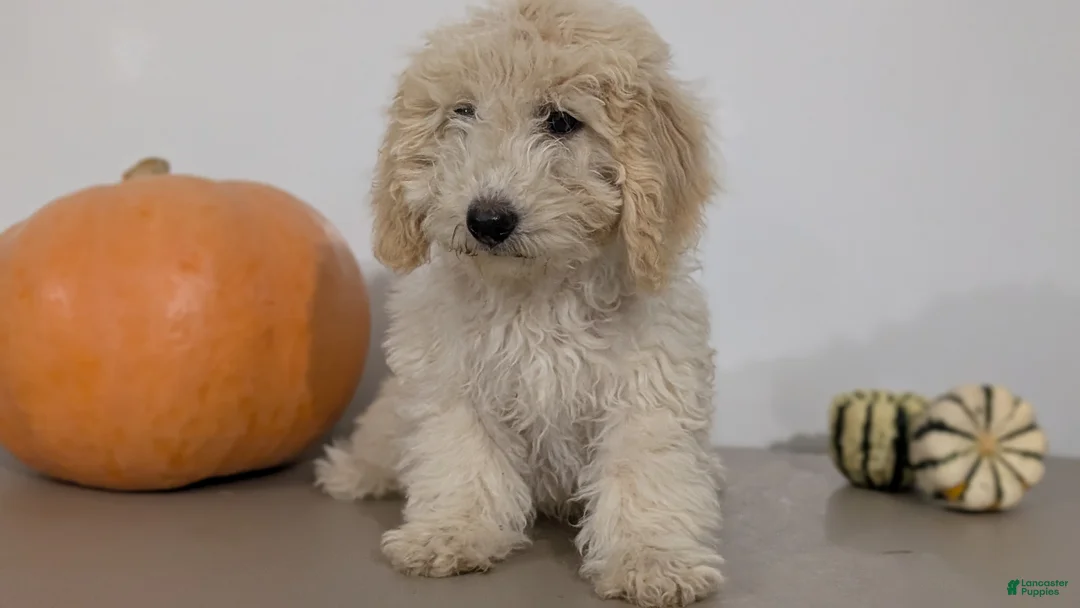 Havapoo dogs for sale: Milo - Ad 2