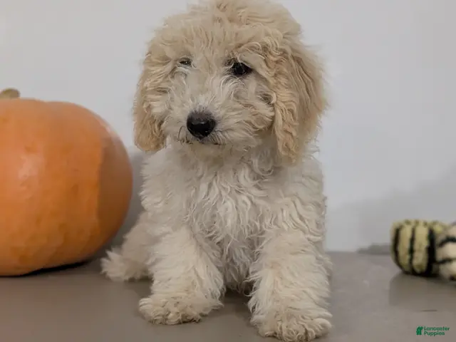 Havapoo dogs for sale: Milo - Ad 2