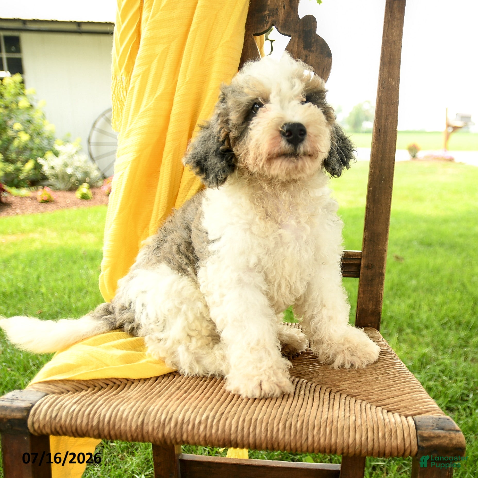 Mini Bernedoodle dogs Cara  - Ad 1