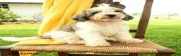 Mini Bernedoodle dogs for sale: Cara  - Ad 1