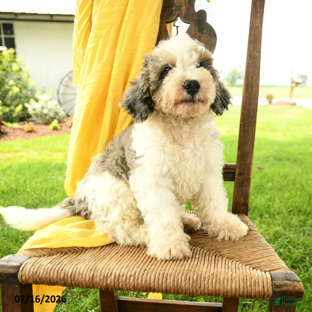 Mini Bernedoodle dogs for sale: Cara  - Ad 1