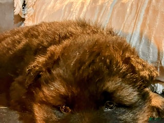 German Shepherd dogs ♥️BIG KNIGHT ♥️ - Ad 30