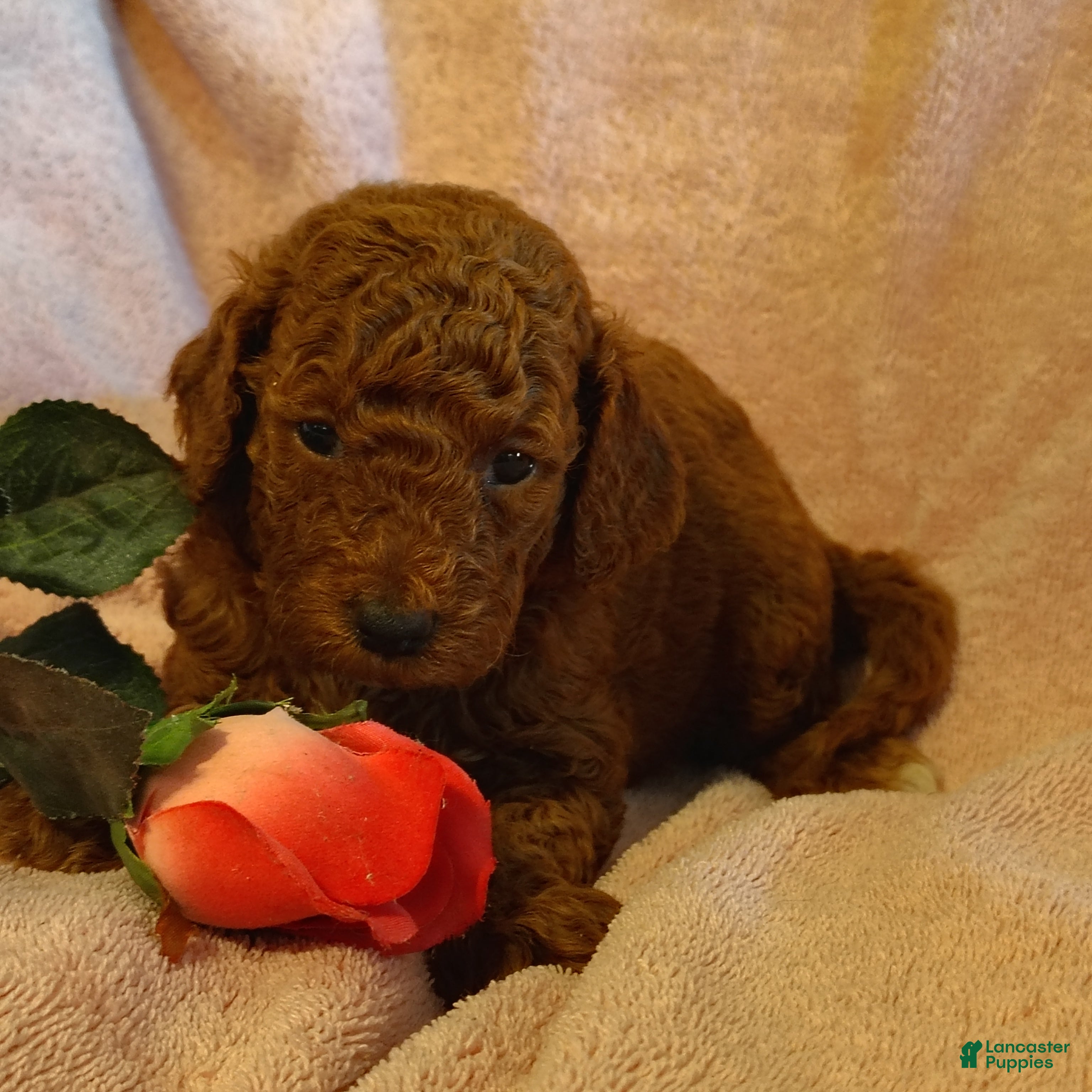 Mini Goldendoodle dogs Sandy - Ad 2