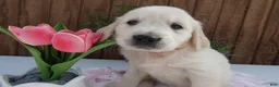 Golden Retriever dogs for sale: Golden Retriever 6 Misty - Ad 2