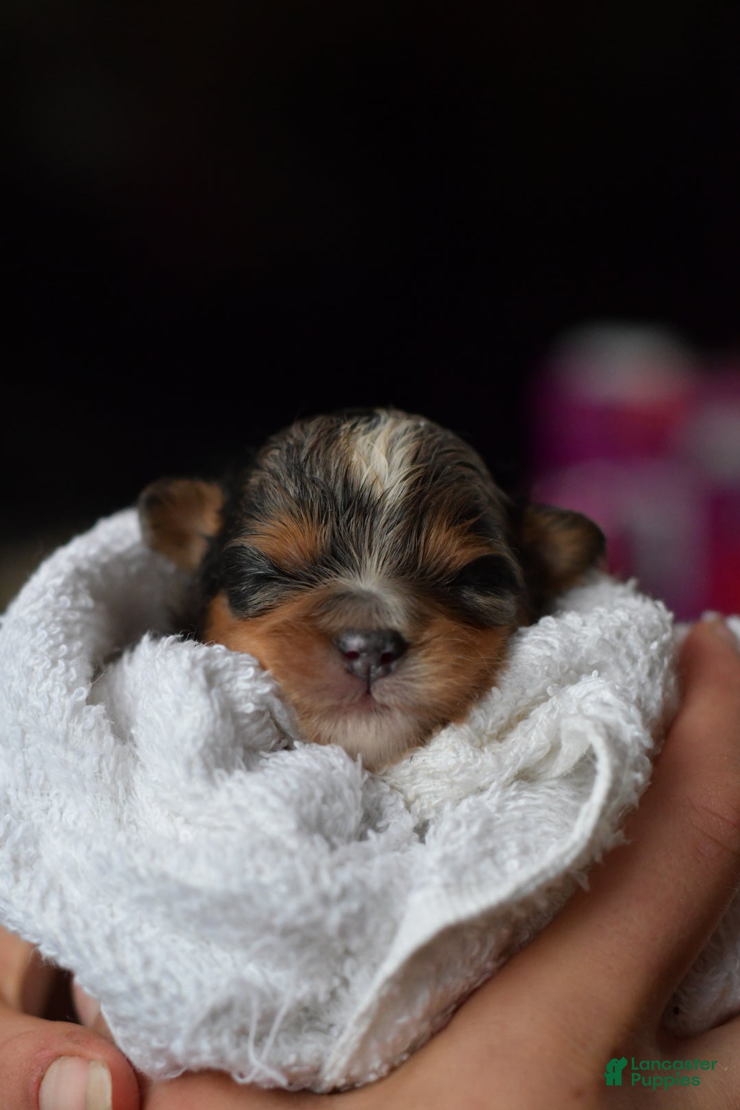 Mini Aussiedoodle dogs for sale: Jackson - Ad 6