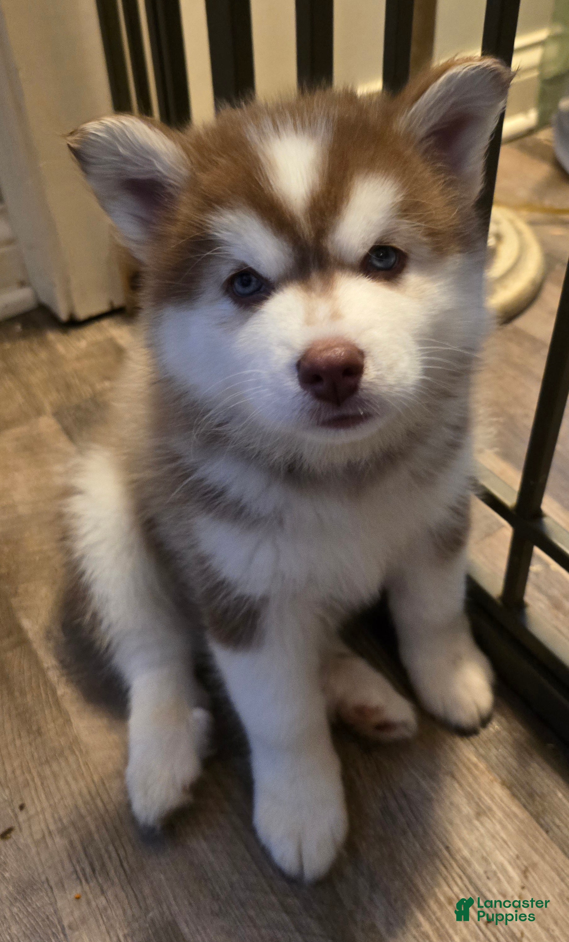 Pomsky dogs Wolf - Ad 41