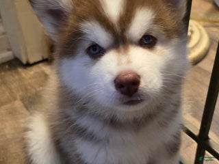 Pomsky dogs Wolf - Ad 6