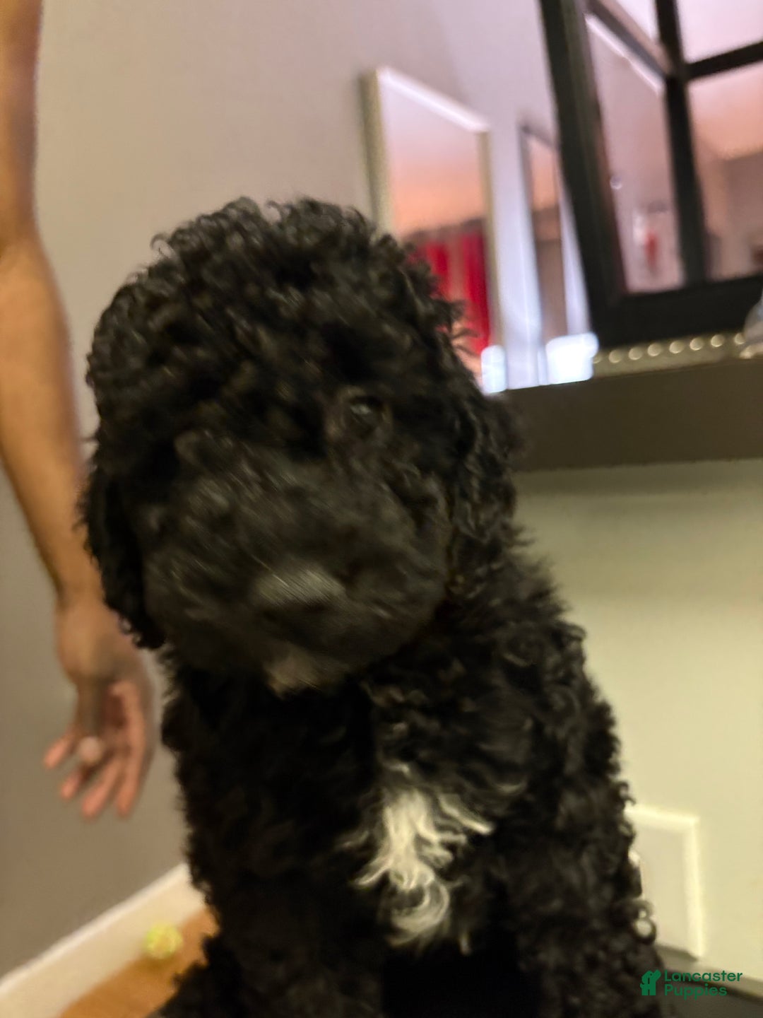 Bichpoo dogs for sale: Bichpoo Puppy 1 - Ad 4