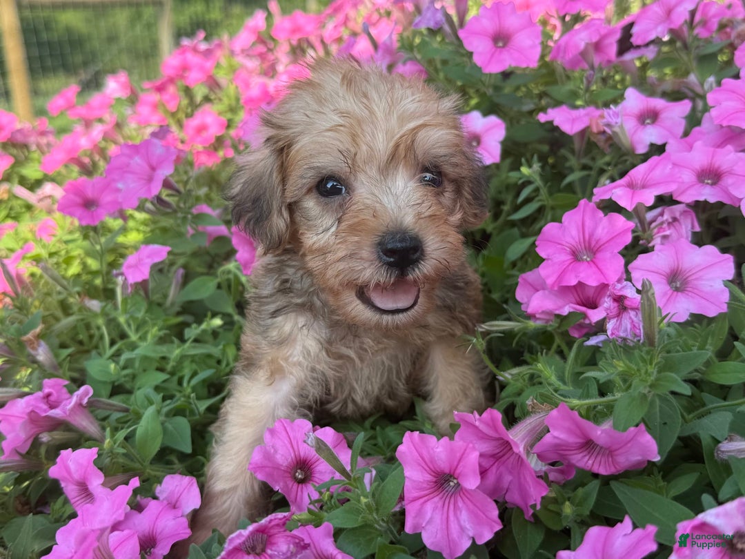 Schnoodle dogs for sale: Isaiah - Ad 7