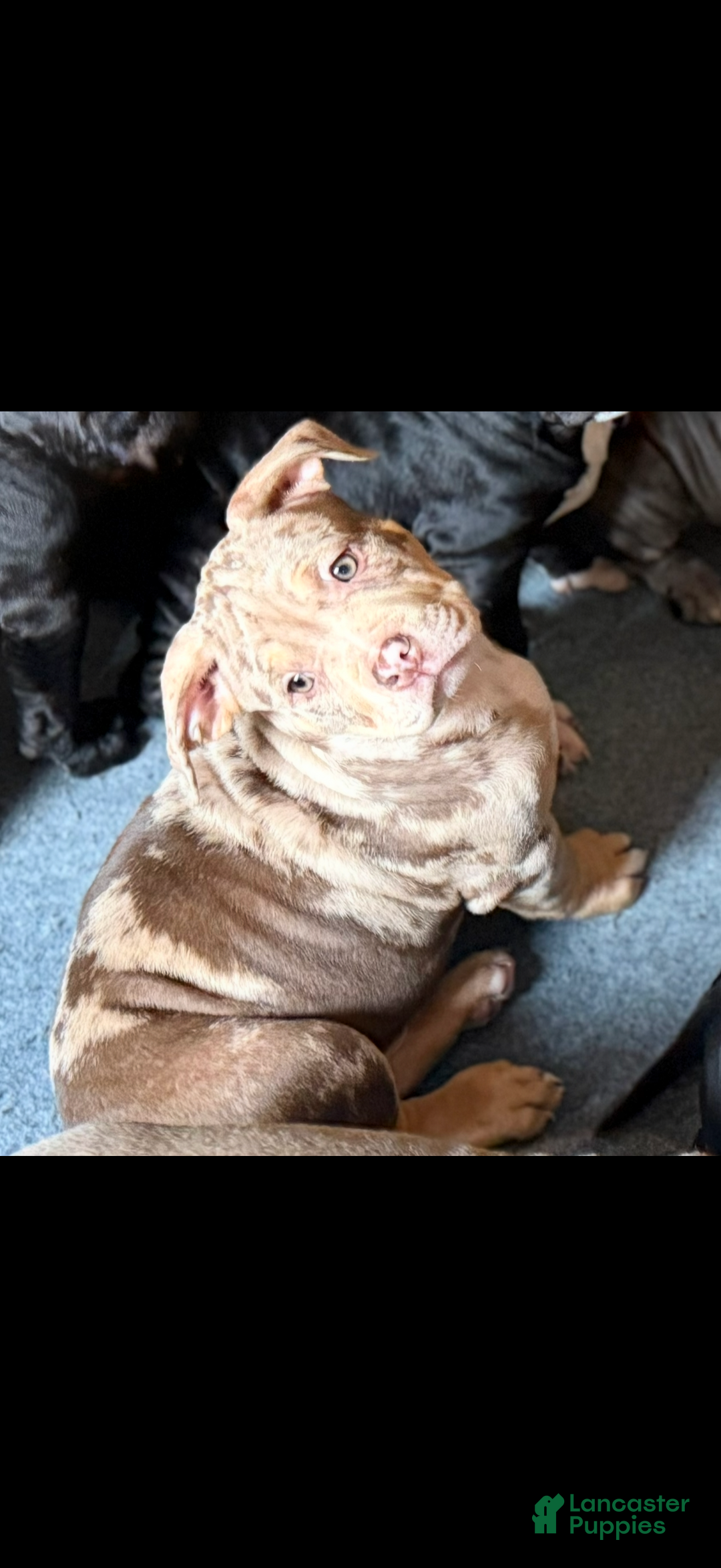 American Bully dogs for sale: King - Ad 7
