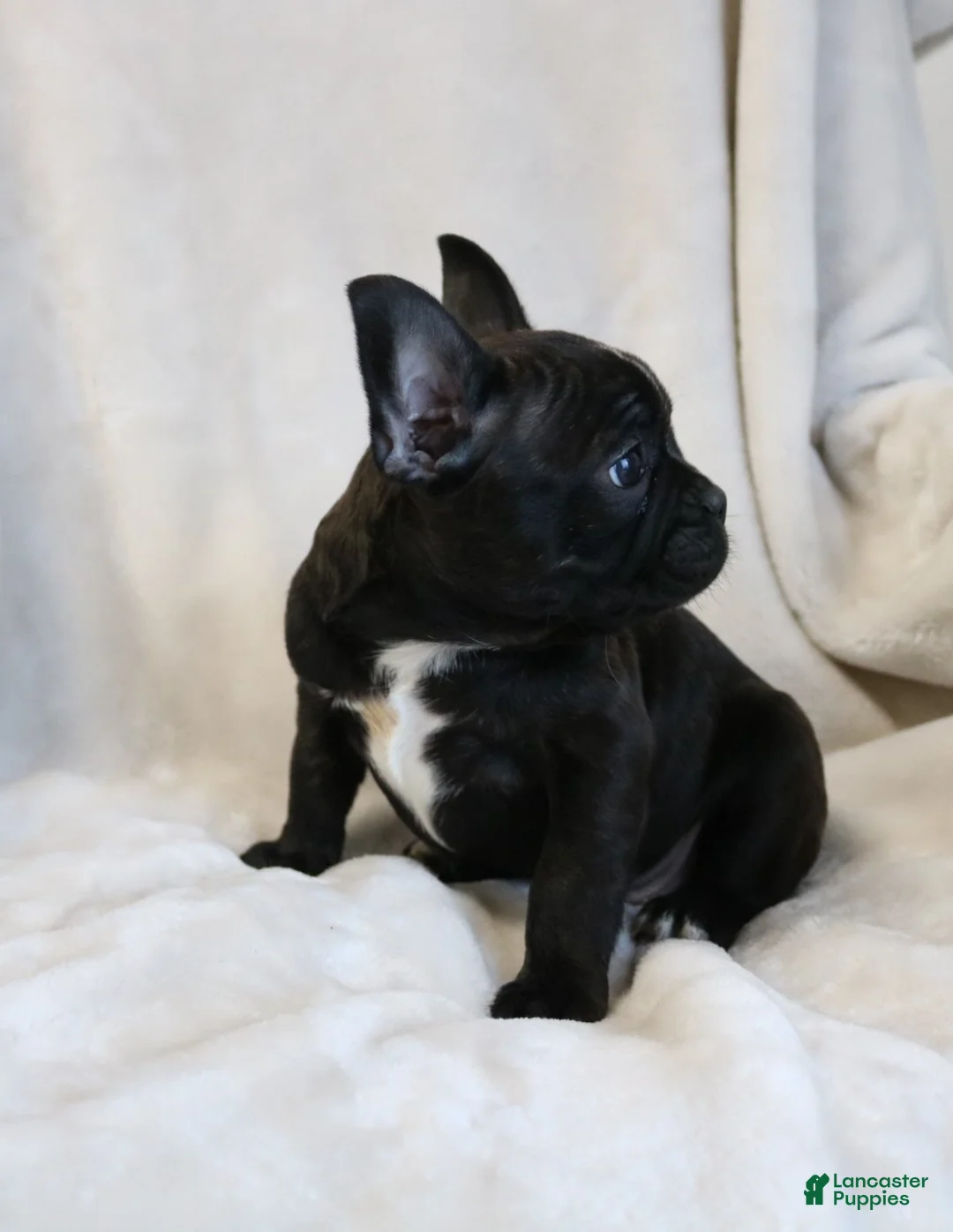 Frenchton dogs for sale: Cooper - Ad 2