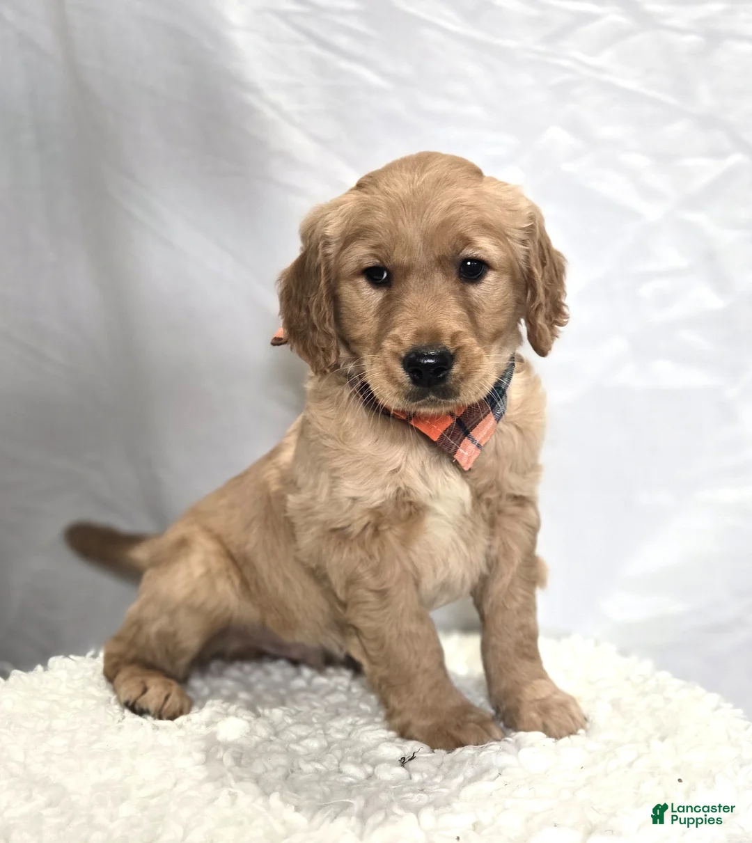 Golden Retriever dogs for sale: Pete - Ad 5
