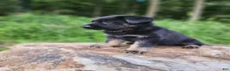German Shepherd dogs for sale: Trek - Ad 18
