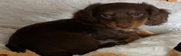 Dachshund dogs for sale: Sophie  - Ad 8