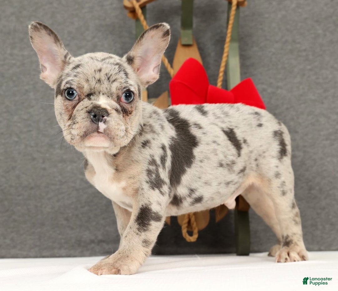 French Bulldog dogs for sale: Franky - Ad 2