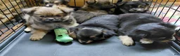 Mixed Breed dogs for sale: Big Sam Adams  - Ad 6