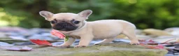 French Bulldog dogs for sale: Brielle - Ad 3