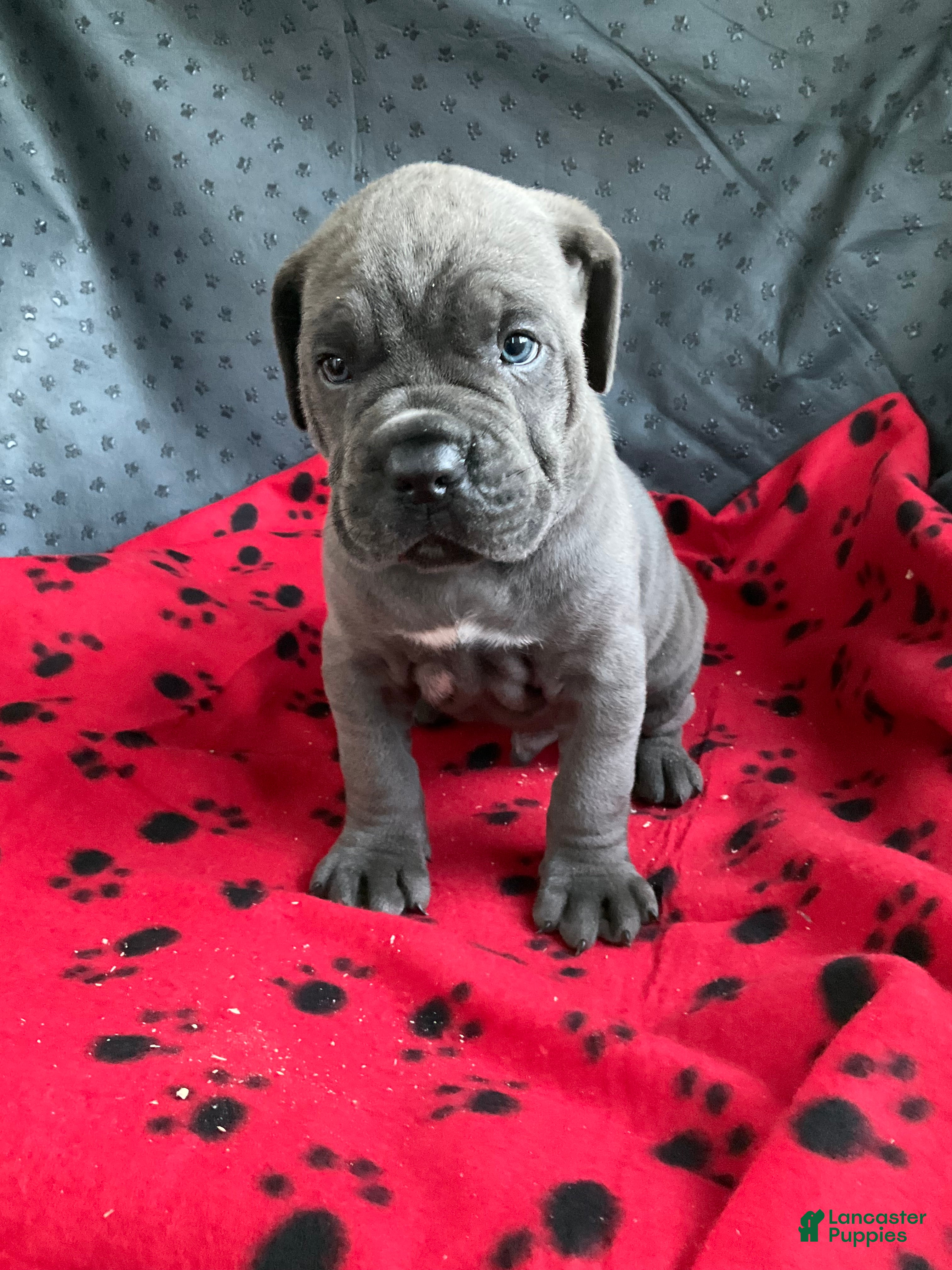 Cane Corso dogs Cane Corso 2 - Ad 2