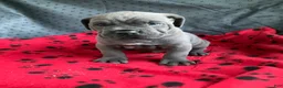 Cane Corso dogs for sale: Mr Bill - Ad 4