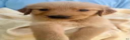 Golden Retriever dogs for sale: Kit - Ad 5