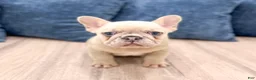 French Bulldog dogs for sale: Mason - Ad 1