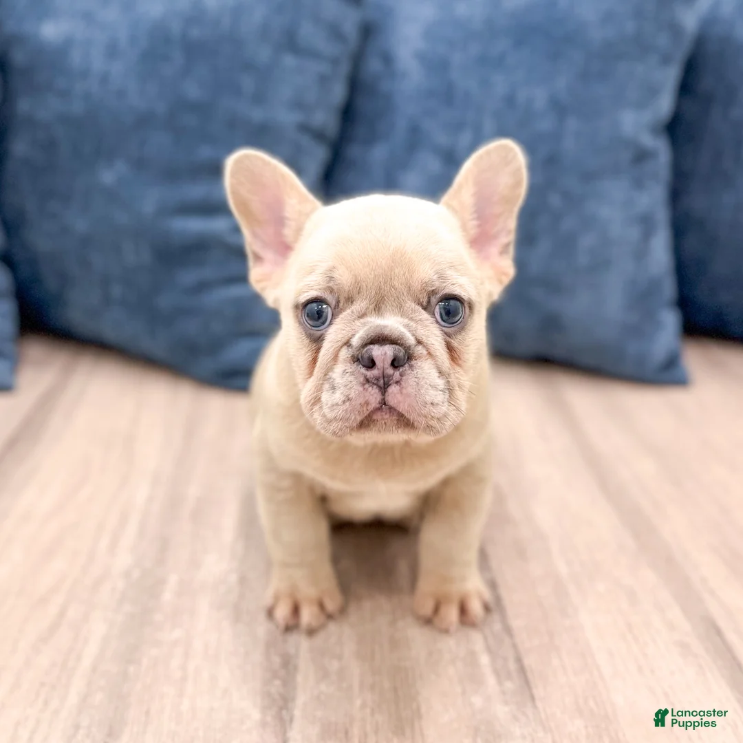 French Bulldog dogs for sale: Mason - Ad 1