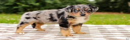 Aussiedoodle dogs for sale: Bailey Standard Sized - Ad 9