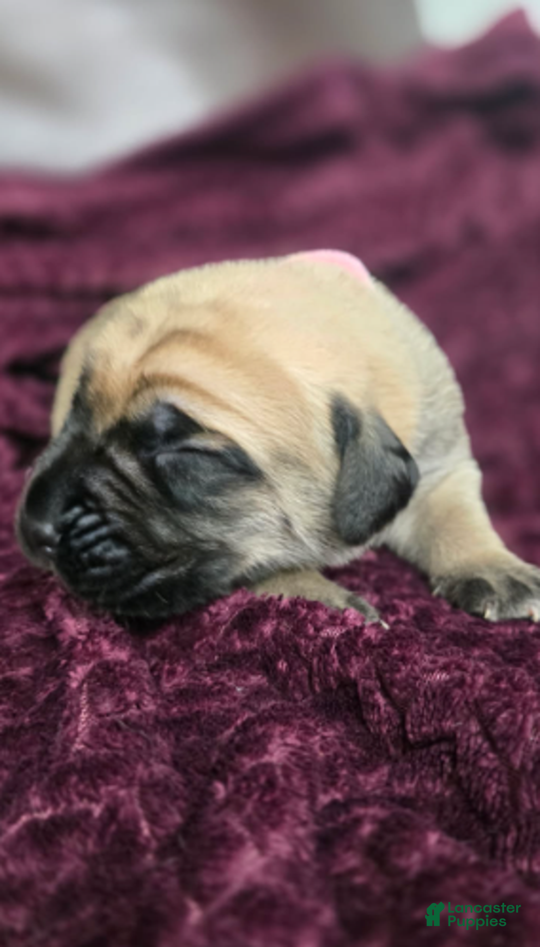 English Mastiff dogs for sale: Connie - Ad 5