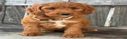 Irish Doodle dogs for sale: Juniper - Ad 7