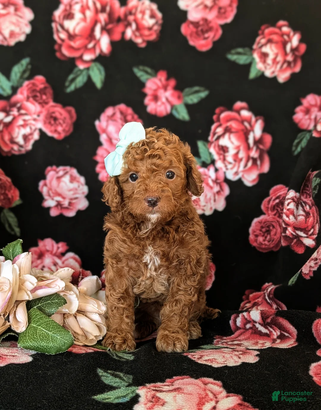 Cockapoo dogs for sale: Jasmine Hypoallergenic - Ad 2