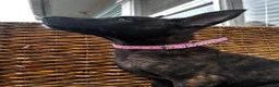 Dutch Shepherd dogs for sale: Dutch Shepherd 1 - Ad 5