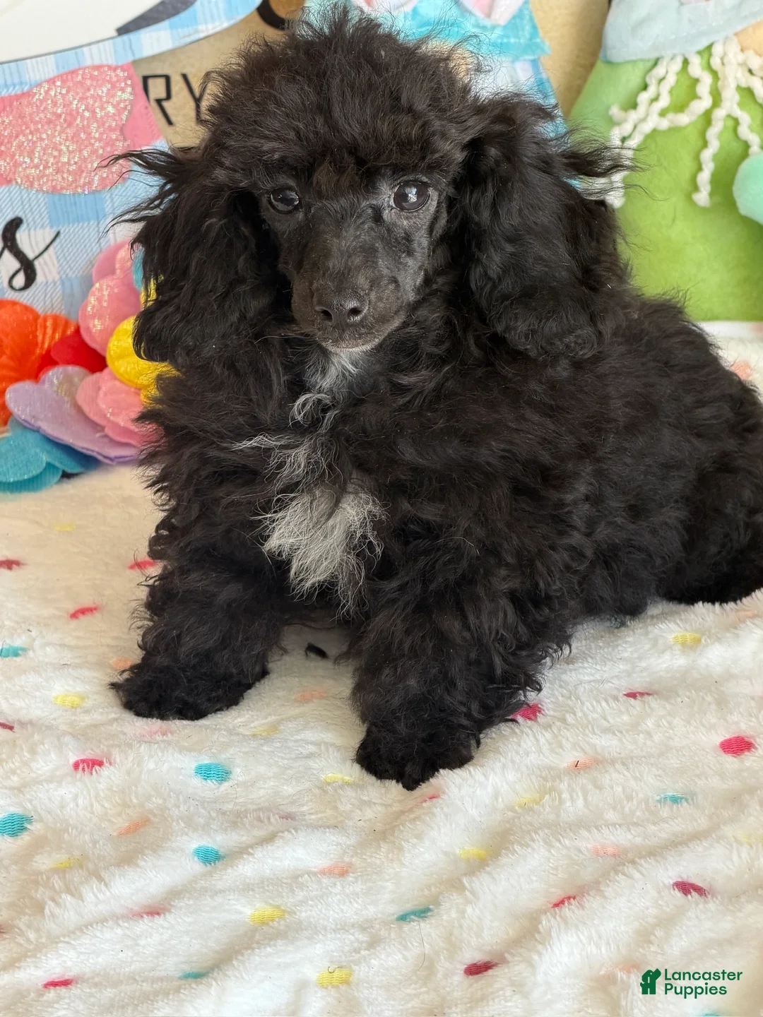 Toy Poodle dogs for sale: Raven - Ad 3