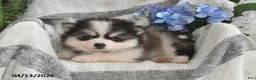 Pomsky dogs for sale: Bouncer - Ad 2