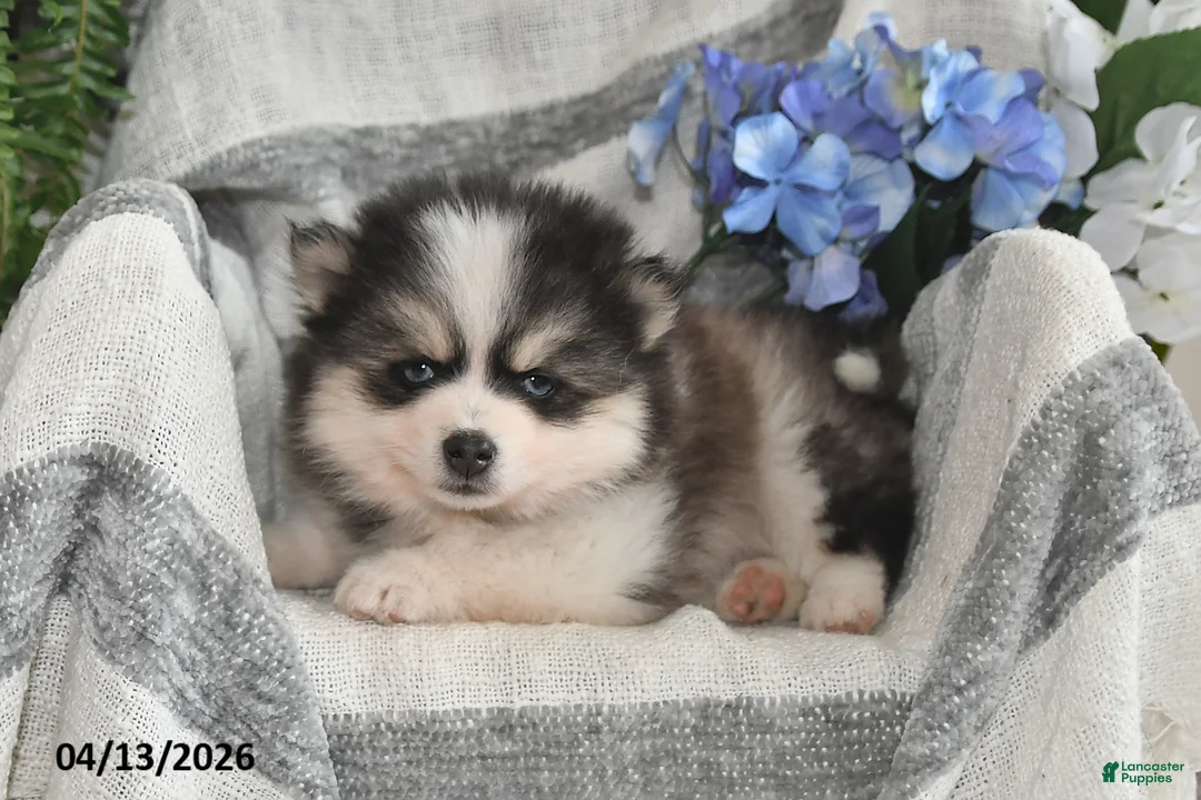 Pomsky dogs for sale: Bouncer - Ad 2