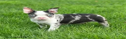 Boston Terrier dogs for sale: Bella   - Ad 5