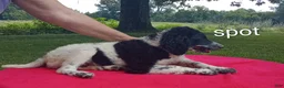 Standard Poodle dogs for sale: Spot - Ad 1