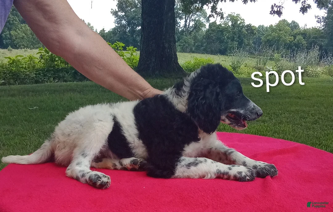 Standard Poodle dogs for sale: Spot - Ad 1
