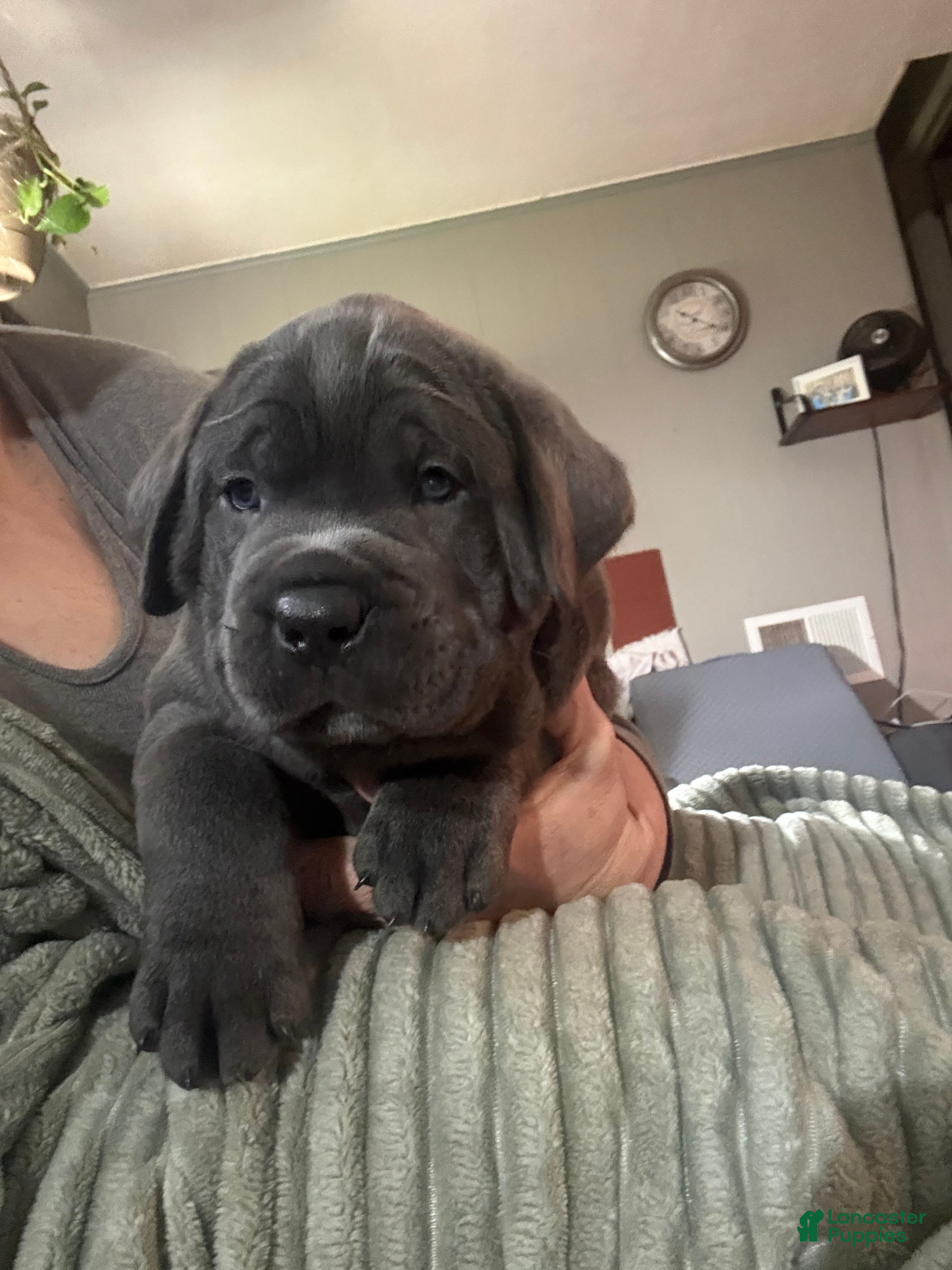 Cane Corso dogs Blue - Ad 30