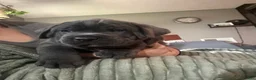 Cane Corso dogs for sale: Blue - Ad 1