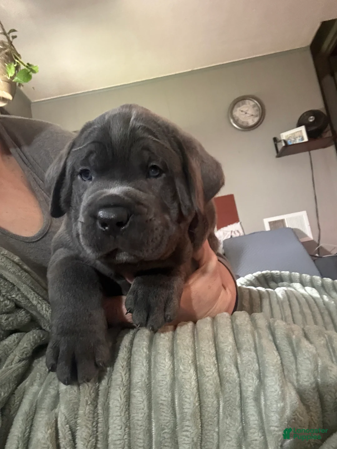 Cane Corso dogs for sale: Blue - Ad 1