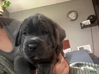Cane Corso dogs Blue - Ad 21