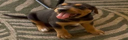 Mixed Breed dogs for sale: Doberman mix puppy  - Ad 9