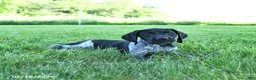 German Shorthaired Pointer dogs for sale: Gunner - Ad 1