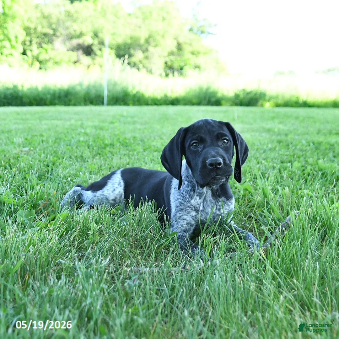 German Shorthaired Pointer dogs for sale: Gunner - Ad 1