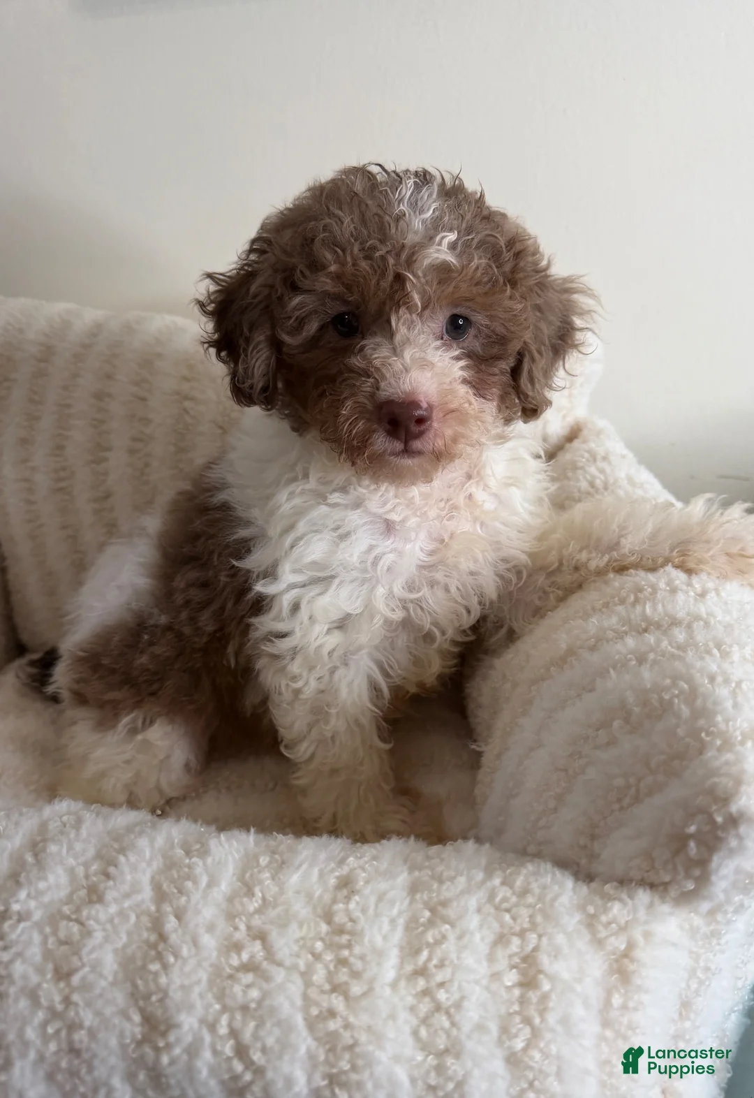 Toy Poodle dogs for sale: Chase - Ad 9