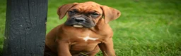 Boxer dogs for sale: Haddie - Ad 5