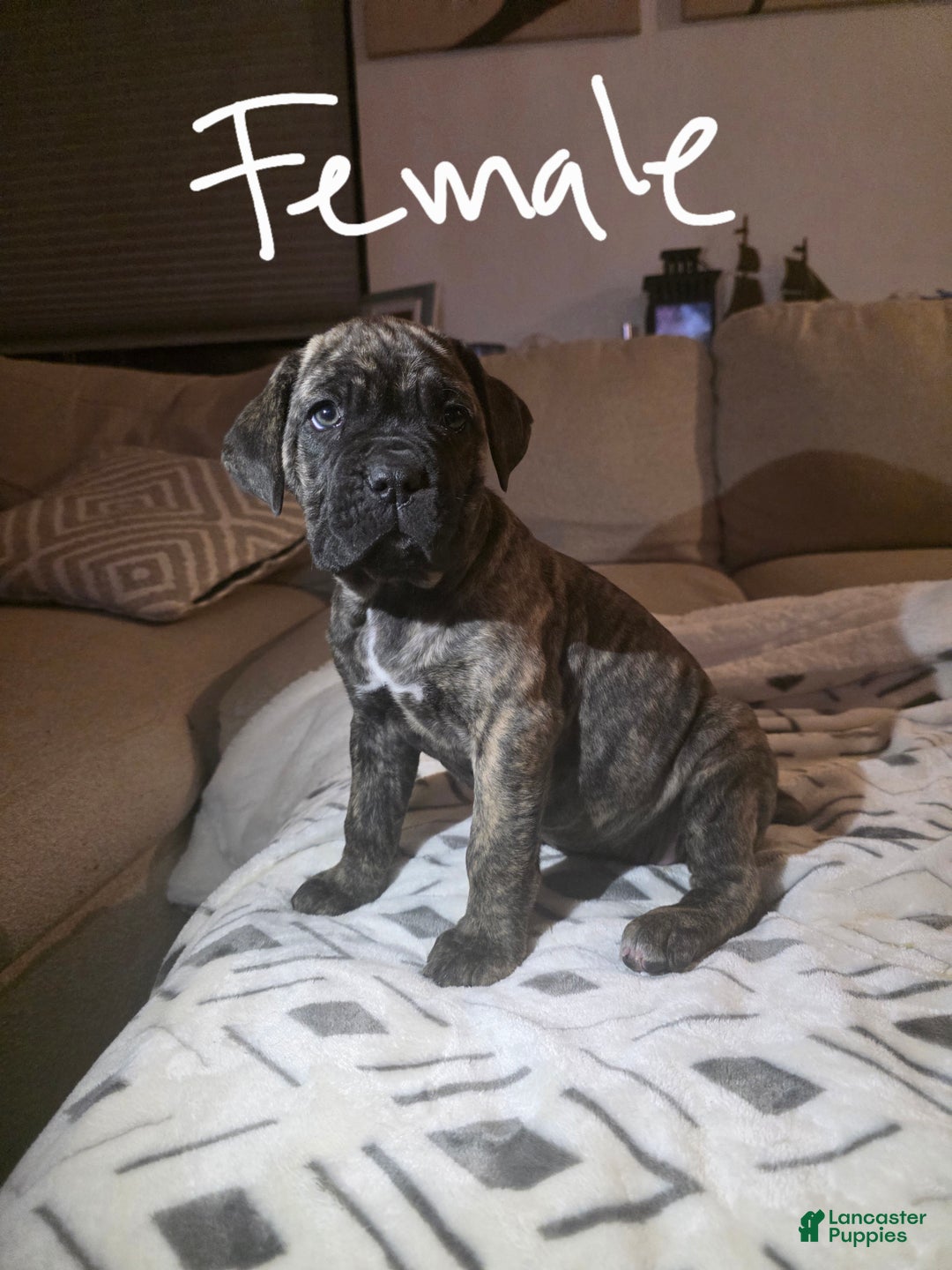 Cane Corso dogs for sale: Cane Corso Puppy 5 - Ad 1