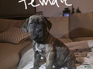 Cane Corso dogs Cane Corso Puppy 5 - Ad 4